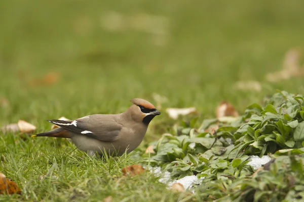  Bohemian Waxwing bird in migration in France — Stock fotografie